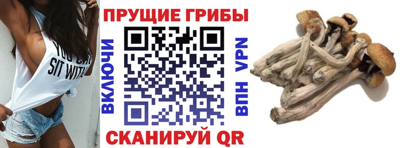 Псилоцибиновые грибы Psilocybine cubensis Нолинск